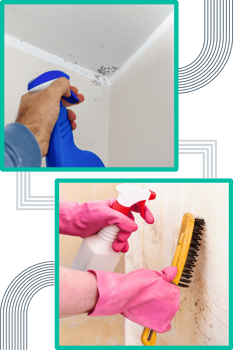 techniques-do-we-employ-for-effective-mould-remediation