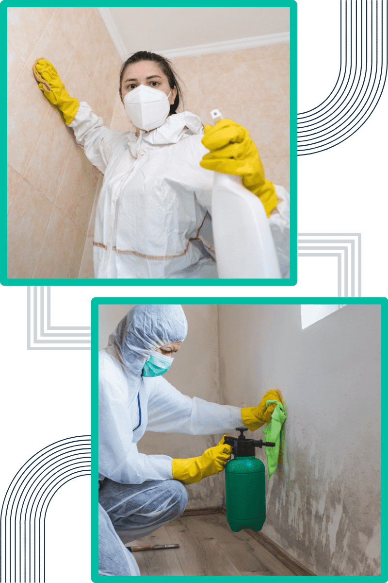 techniques-do-we-employ-for-effective-mould-remediation