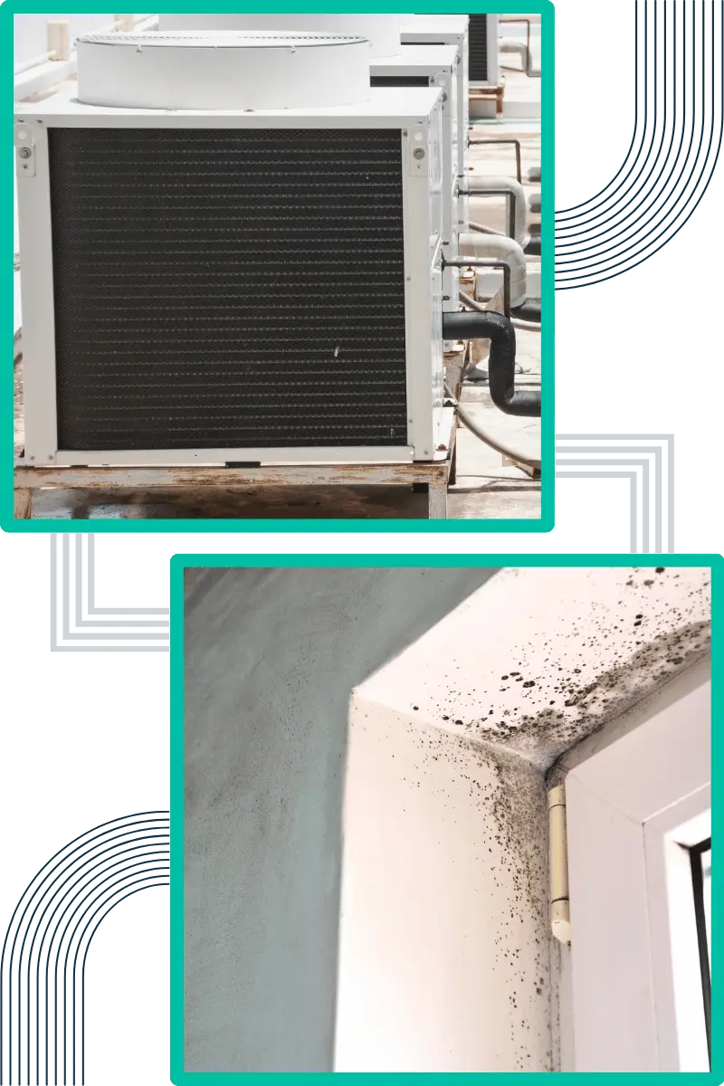 techniques-do-we-employ-for-effective-mould-remediation