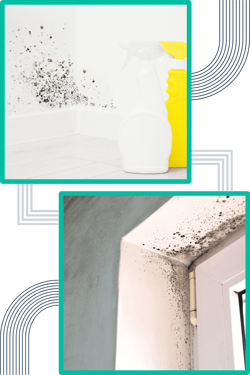 techniques-do-we-employ-for-effective-mould-remediation