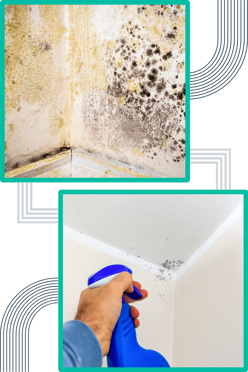 common-signs-of-mould-in-commercial-properties