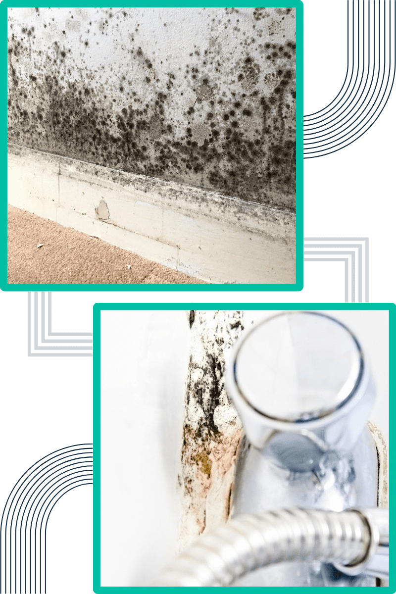 common-signs-of-mould-in-commercial-properties