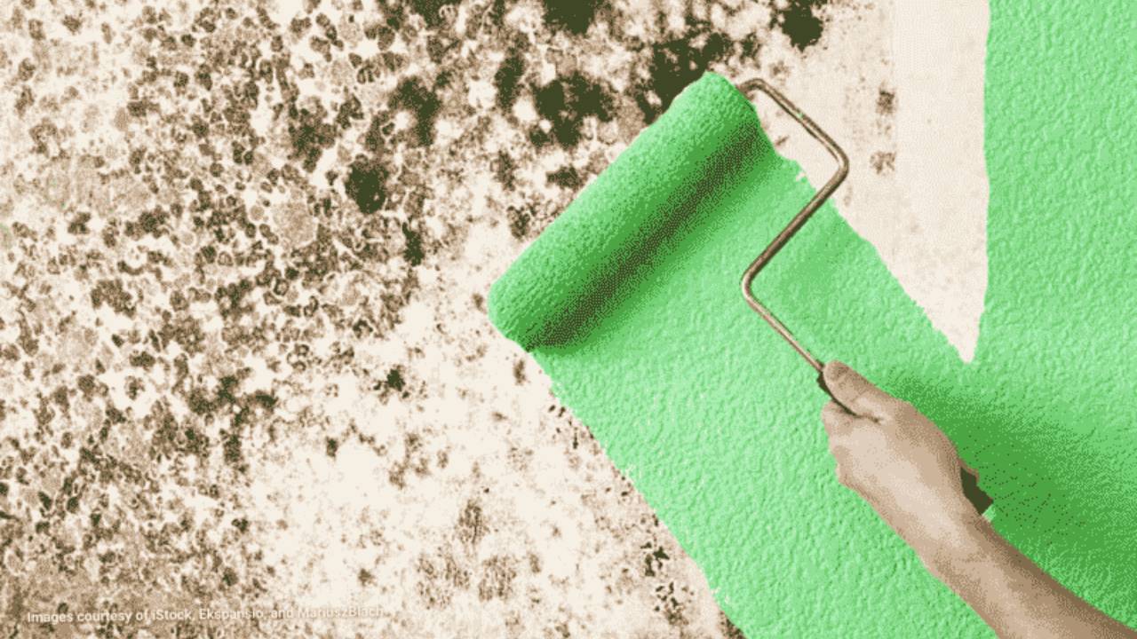 Can I Paint Over Mould With Anti-Mould Paint?