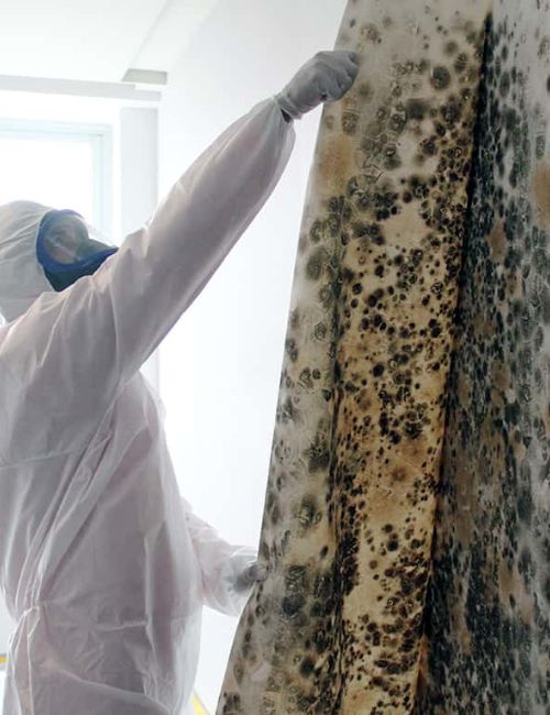 techniques-do-we-employ-for-effective-mould-remediation techniques-do-we-employ-for-effective-mould-remediation