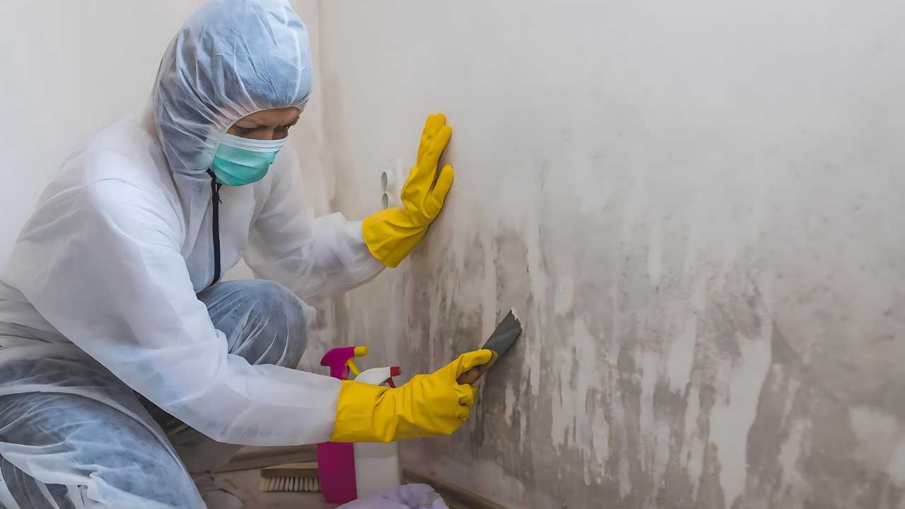 best-anti-mould-paint-ireland