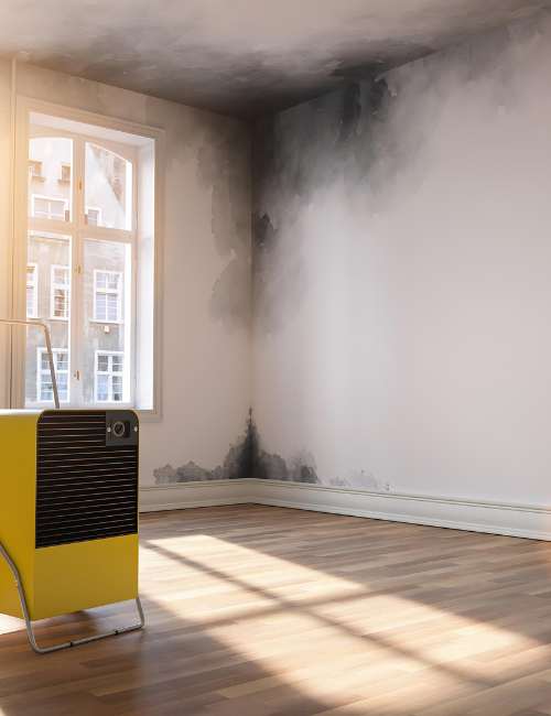 techniques-do-we-employ-for-effective-mould-remediation