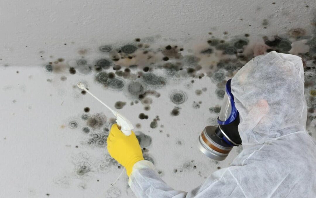 How Much Does It Cost to Remove Mould in Ireland?
