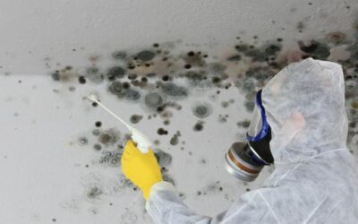 How Much Does It Cost to Remove Mould in Ireland?