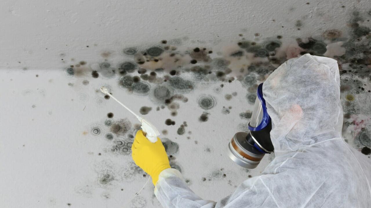 how-much-does-it-cost-to-remove-mold-in-ireland