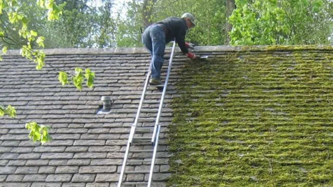 What Are the Pros and Cons of DIY Roof Moss Removal?
