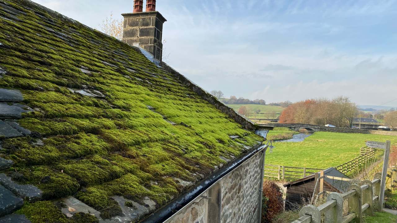 Is Roof Moss Harmful to My Home?