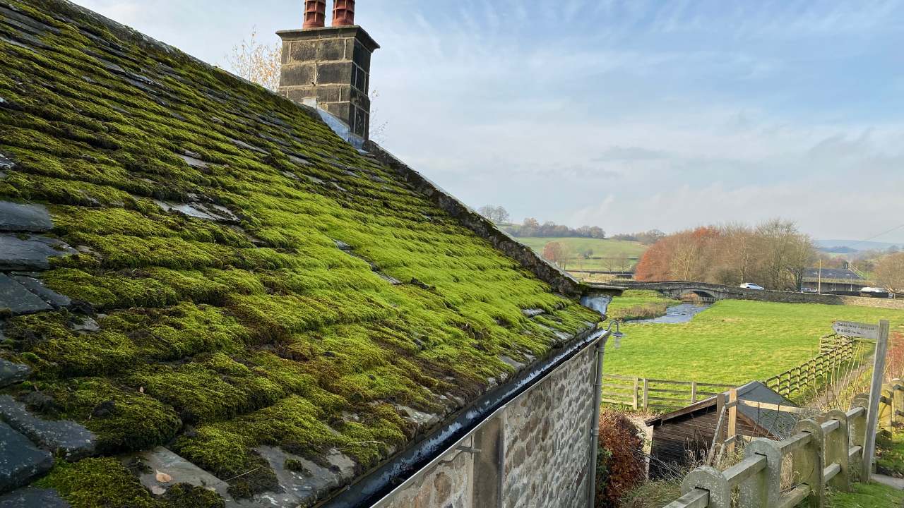 What Are the Risks of Leaving Moss on Your Roof?