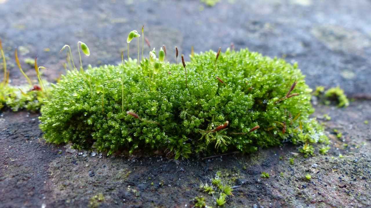 it-gets-rid-of-moss
