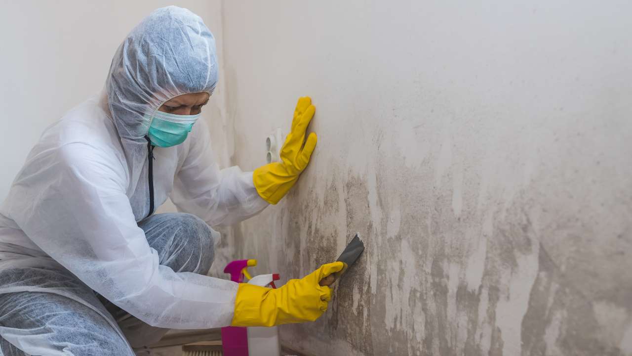 how-does-the-professionals-help-to-remove-the-indoor-mould